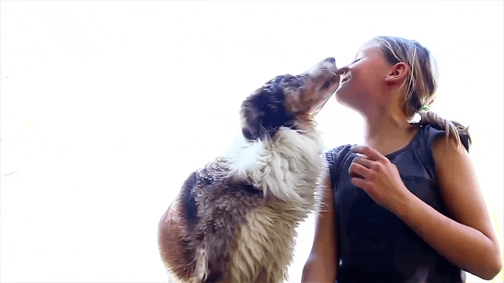 Jolly Vicky the Border Collie