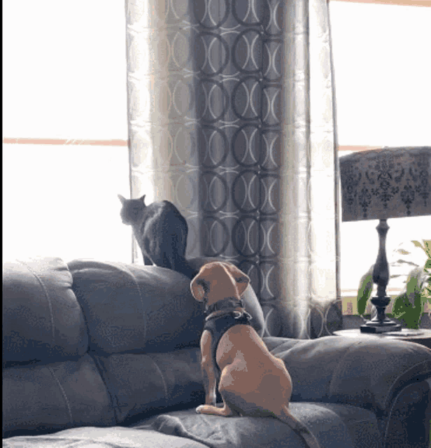 Sweet Puppy Hugs Cat on Couch