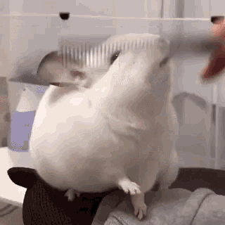 Funny Pet Chinchilla Grooming Time