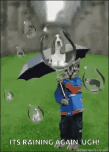 Rain Cats
