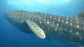 Whale Shark Swimming in the Ocean