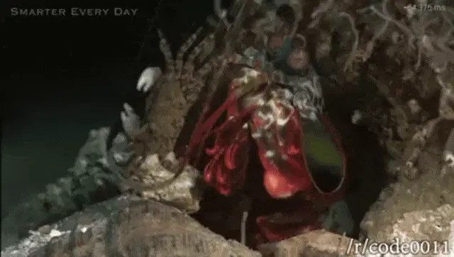 Mantis Murder Shrimp