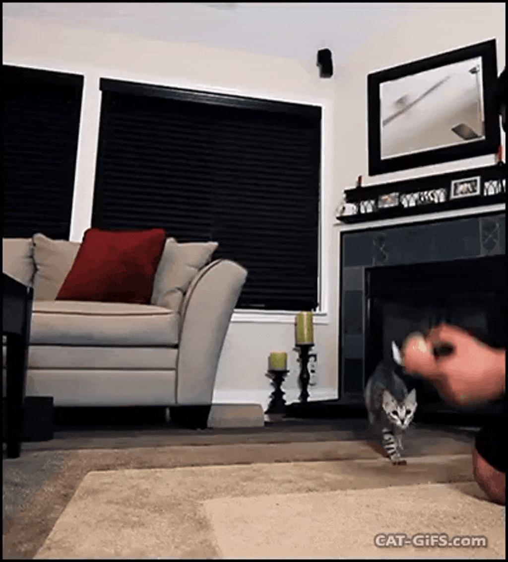 The Ninja Cat Gotcha!
