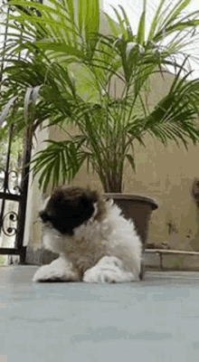 GIF