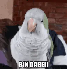 Bin Dabei Papagei