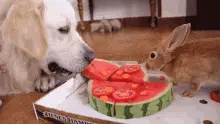 Bailey & Rabbit Eating Watermelon Pizza