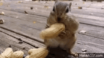 Hungry Chipmunk Eating Peanuts