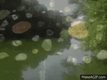 Animation Natur