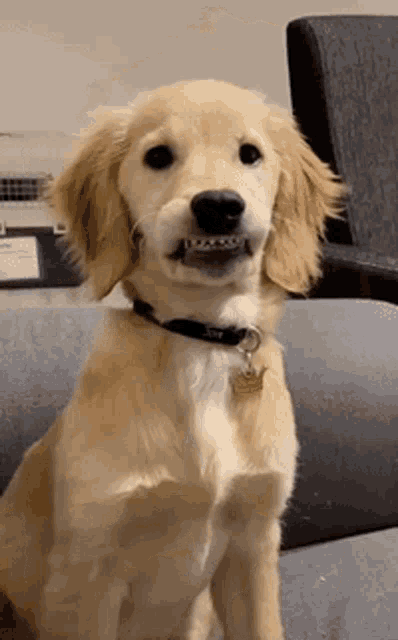 Adorable Puppy Shows Off Its Teef