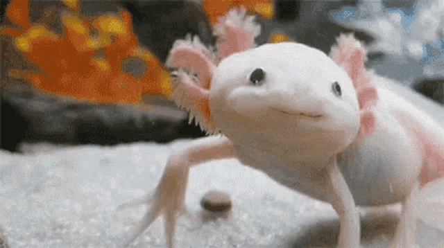 Cute Axolotl Mexican Walking Fish