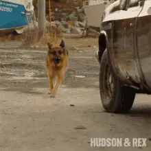 Running Rex