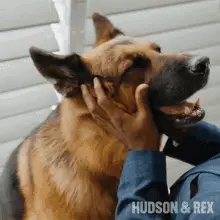 Pet Joseph Donovan