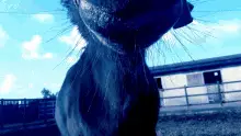 Pony