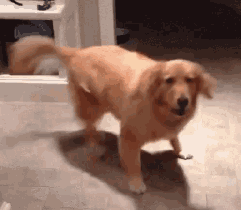 Excited Golden Retriever Dog