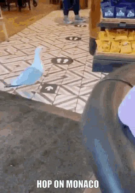 Seagull Hops On Monaco Floor