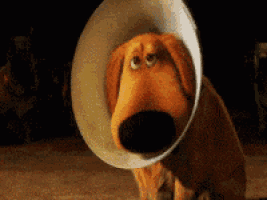 Up Dog: Dug in the Cone of Shame