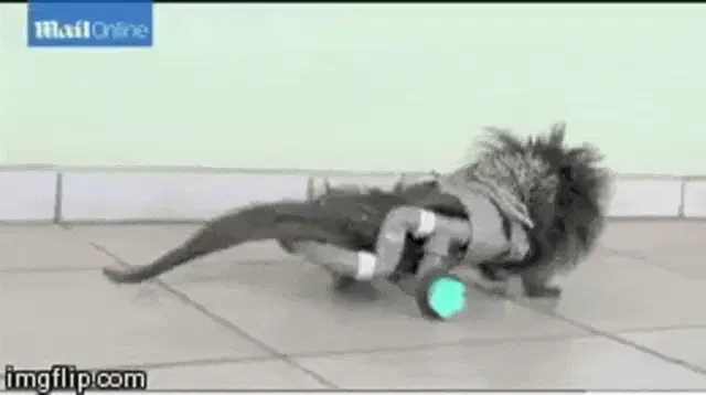 Animal Rights Blog: Compassion for Porcupines