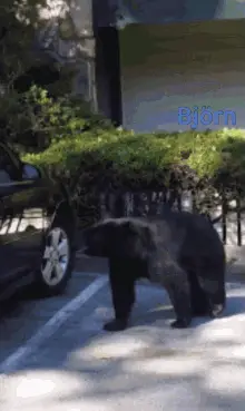 Bär Klaut Auto Björn Klaut Auto
