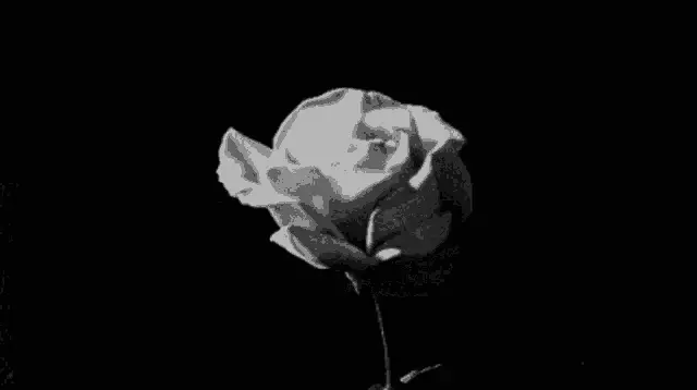 Dia Dos Pais: Rosa em Preto e Branco