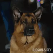 Bark Rex