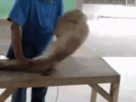 Exercise Monkey Doing Crunches