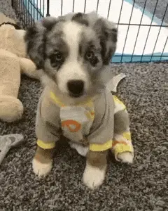 Friends Fur-Ever