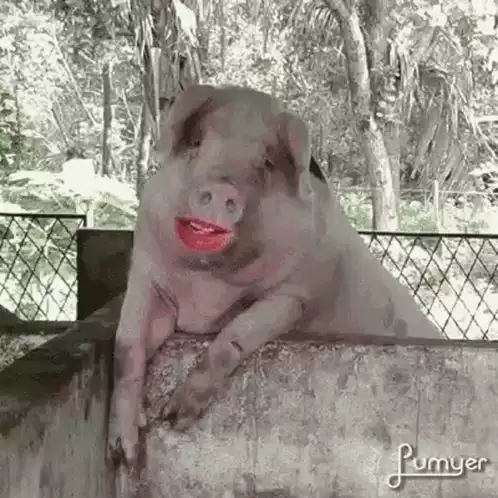 Porco Wet Lips