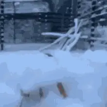 Jumping Fox