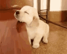 GIF uploaded by Bharath