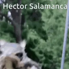 Breaking Bad Hector Salamanca