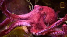 Swimming Octopuses101
