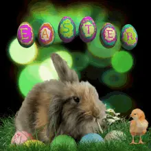 Easter Bunny
