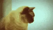 cat deal with it