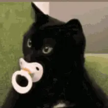Baby Cat