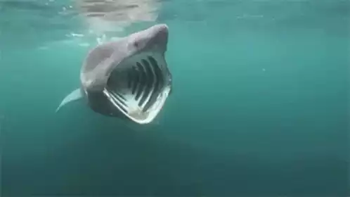 Giant Basking Shark with Mouth Wide Open