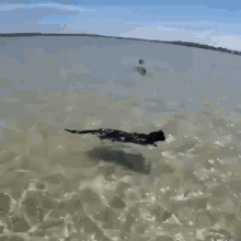 GIF