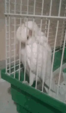 Roni Parrot
