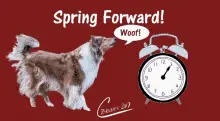 Spring Forward Clocks