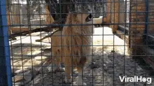 Yawning Lion Viralhog