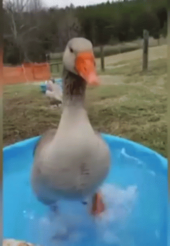 7FKbHPgf.gif