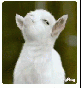 Cute Baby Goat Looking Up