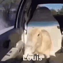 Louis Animal