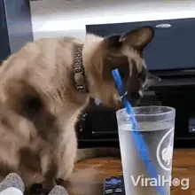 No More Straw Viralhog