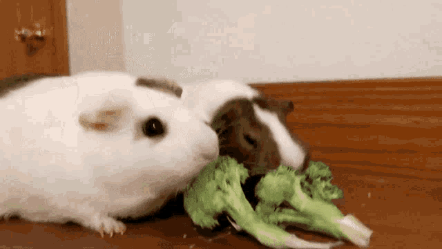 Guinea Pigs Bonk Over Broccoli