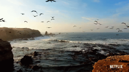 Seagulls Flying Over Coastline - David Attenborough