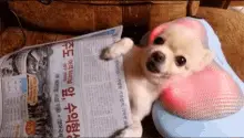 Massage Puppy