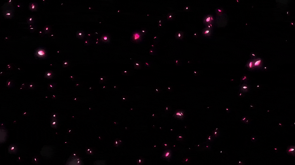 Falling Cherry Blossom Petals