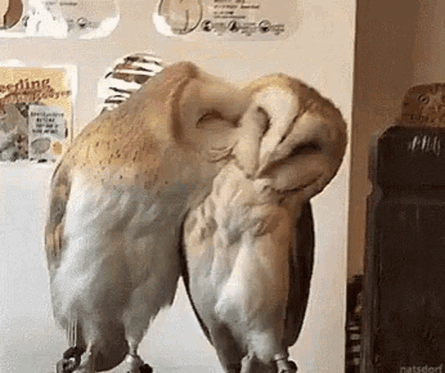 Cute Owls Kissing