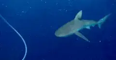 stabby sharky