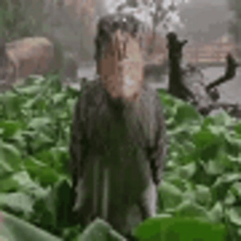 Shoebill Dulcetdad in Leafy Field